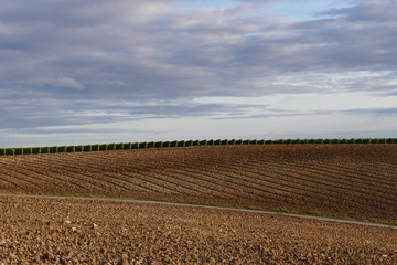 Abgeerntetes braunes Feld mit grüner Weinrebenzeile im Hintergrund