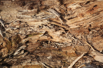 Wood shavings displayed outdoors.