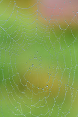 Close-up and background of a round spider web with many drops of water that glisten in the sun and in nature against a colorful background and reflect a house in the drops