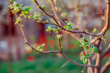 Close up of blooming buds of apple tree in the garden. Blooming apple orchard in spring sunset.