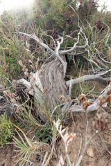 Phönizischer Wacholder (Juniperus phoenicea)