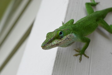 Curiosity
