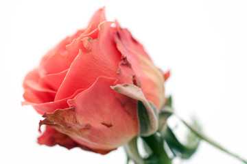 Close up shot of a rosebud isolated on white background