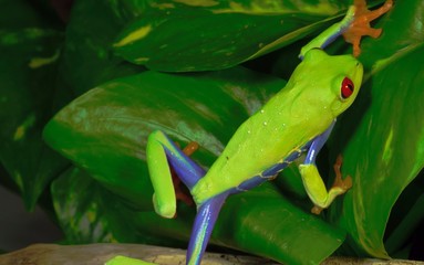 green tree frog on leaf