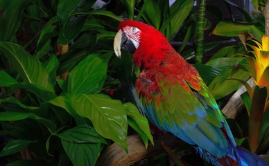 blue and yellow macaw