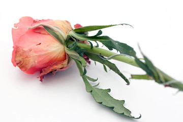 Close up shot of a rosebud on white background