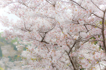 都城観音池公園の桜	