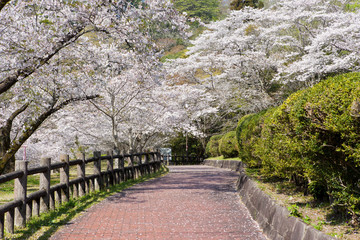 母智丘神社の桜	