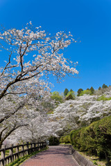 母智丘神社の桜	