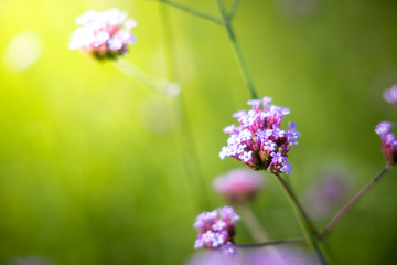 The background image of the colorful flowers