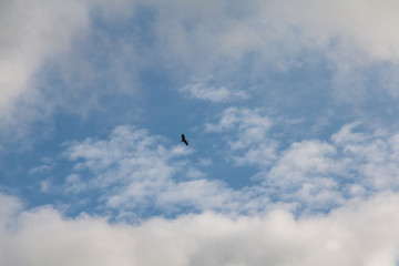 Storks flyig high in the clouds with baby blue sky