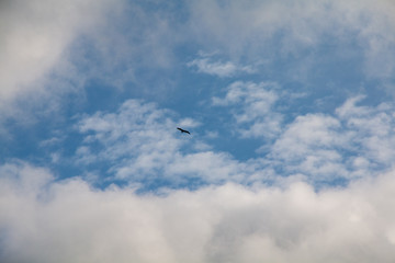 Storks flyig high in the clouds with baby blue sky