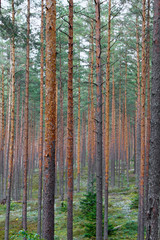 pine trees in the green forest