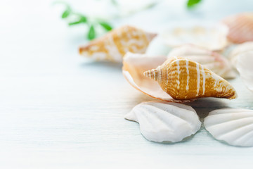 夏イメージ 貝殻