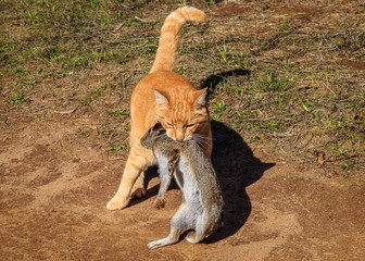 Cat Adopts Rabbit