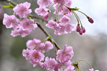 雨の日にしっとりと咲く枝垂桜のアップ