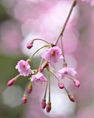 雨の日にしっとりと咲く枝垂桜のアップ