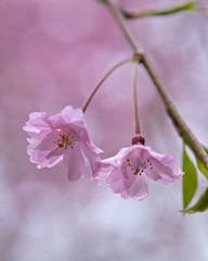 雨の日にしっとりと咲く枝垂桜のアップ