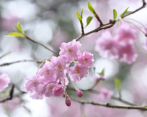 Fototapeta na wymiar 雨の日にしっとりと咲く枝垂桜のアップ