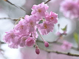 雨の日にしっとりと咲く枝垂桜のアップ