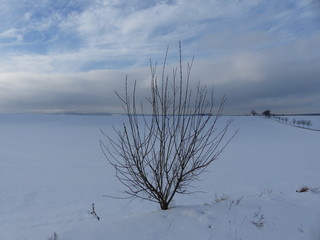 Kahlter Baum vor schneebedeckter Landschaft