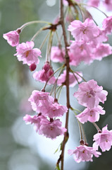 雨の日にしっとりと咲く枝垂桜のアップ