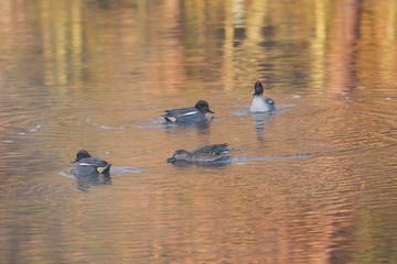 Mallards swimming in the pond of the natural park in the early morning.
