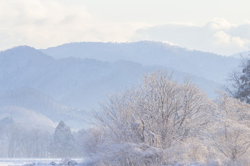 Obraz na płótnie Canvas 雪景色　冬の朝