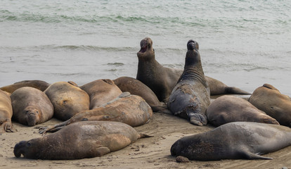 Elephant seals relaxing on beach