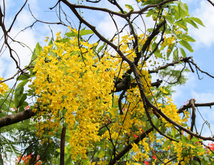 Arvore com flores