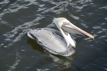pelican in water