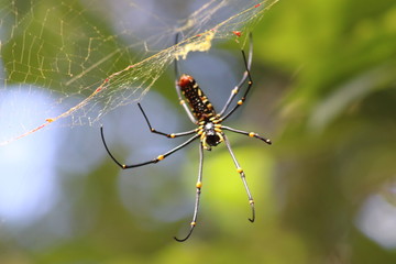 Orbital spider on a web