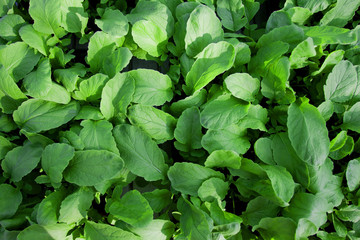 Creative layout made of classic green leaves. Flat lay. Classic green foliage texture, leaf nature background. Trendy color 2020