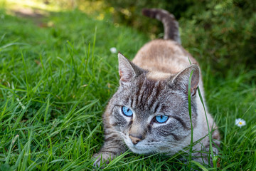 Naklejka na ściany i meble blue eyed cat in grass