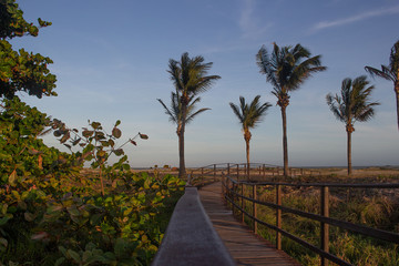Obraz premium road to the beach surrounding by palm trees