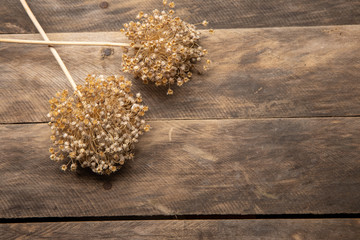 Onion seed heads  sprouts on a rustic wood plank background