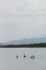 Gaviotas descansando en el mar, con la playa y montañas en el fondo.