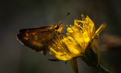 butterfly on a flower