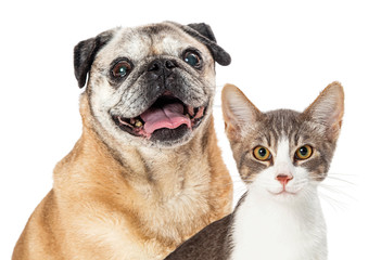 Happy Pug Dog and Cat Together Closeup