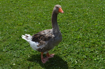 Duck standing on some grass