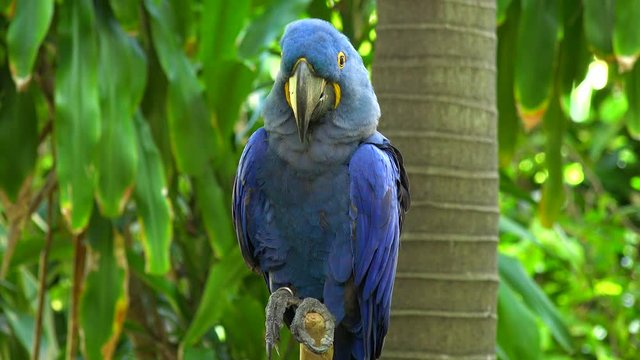 Hyacinth Macaw - Big blue parrot