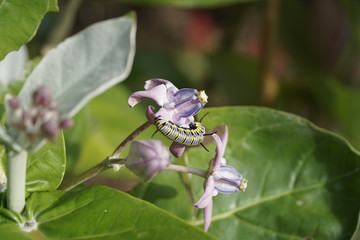 beetle on flower