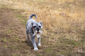 Miniature schnauzer running in the meadow