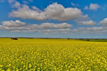 10619749 - canola fields under a bright blue sky with fluffy white clouds.