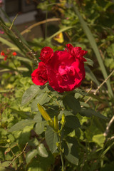 Obraz premium Red Rose