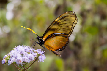 A beauty butterfly possed on a purple flower