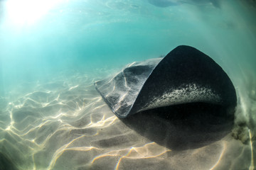 Stingray swimming in the crystal clear water, Australia