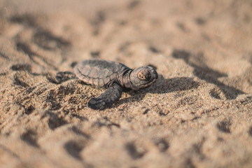 Tortuga