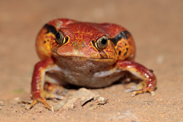 Madagascan Tomato Frog
