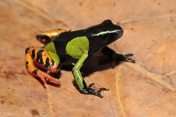 Painted Mantella from Madagascar